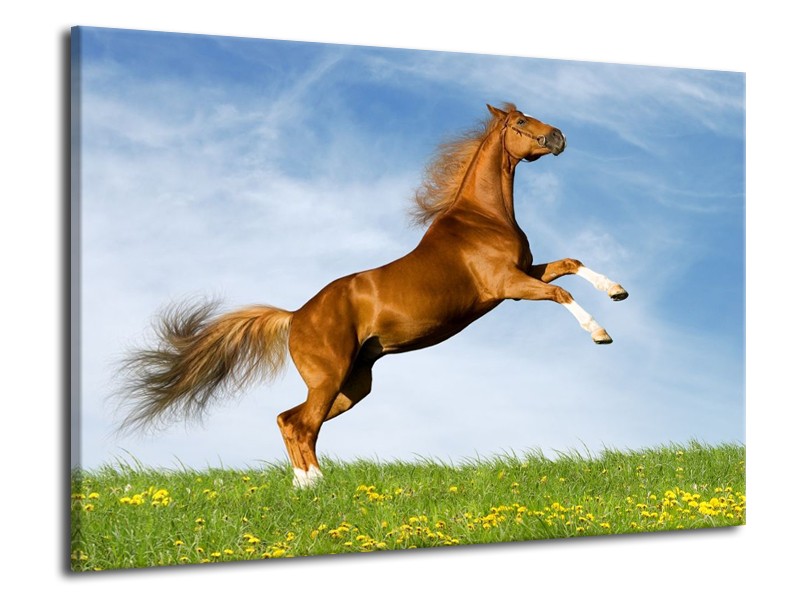 Canvas schilderij Paard | Bruin, Blauw, Wit | 70x50cm 1Luik