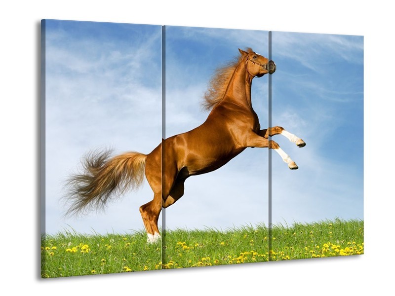 Canvas schilderij Paard | Bruin, Blauw, Wit | 90x60cm 3Luik