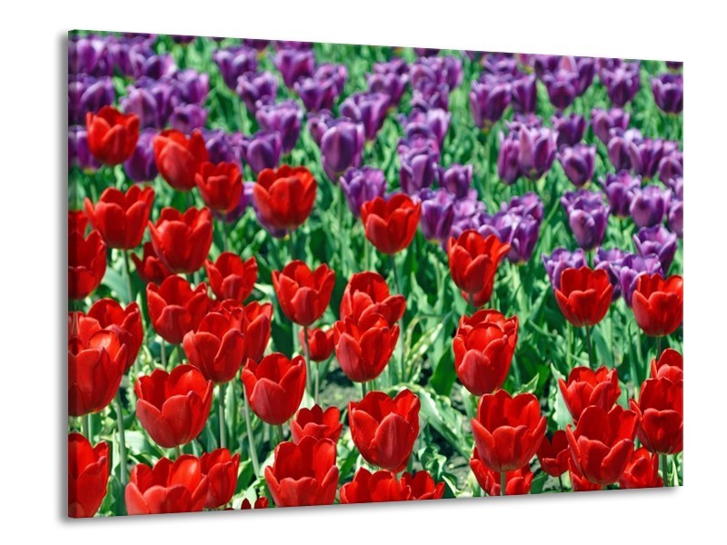 Canvas schilderij Tulp | Rood, Paars, Groen | 100x70cm 1Luik