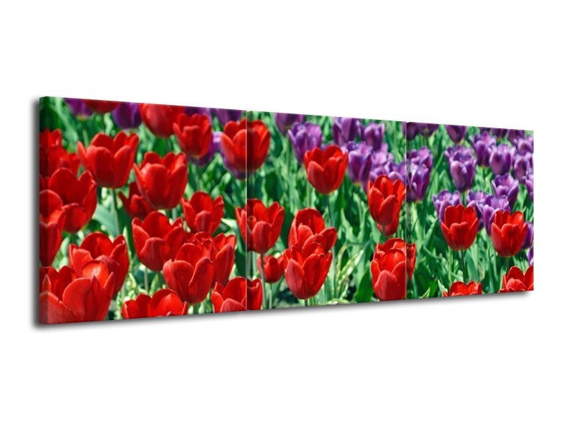 Canvas schilderij Tulp | Rood, Paars, Groen | 120x40cm 3Luik