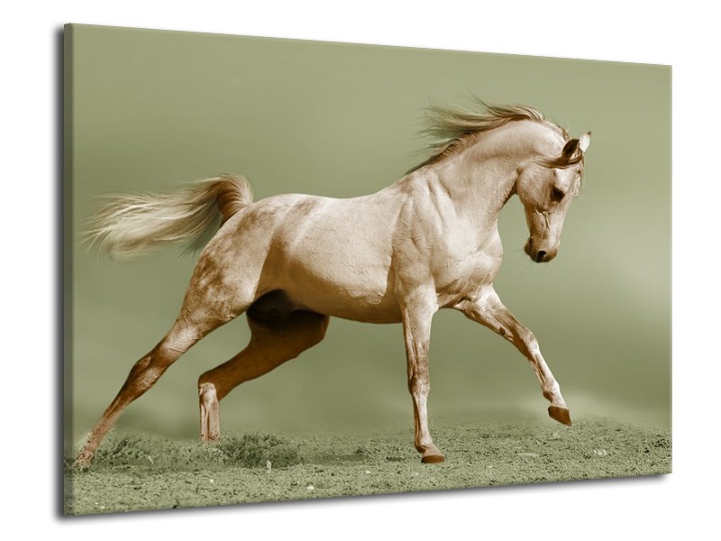 Canvas schilderij Paard | Groen, Bruin | 70x50cm 1Luik