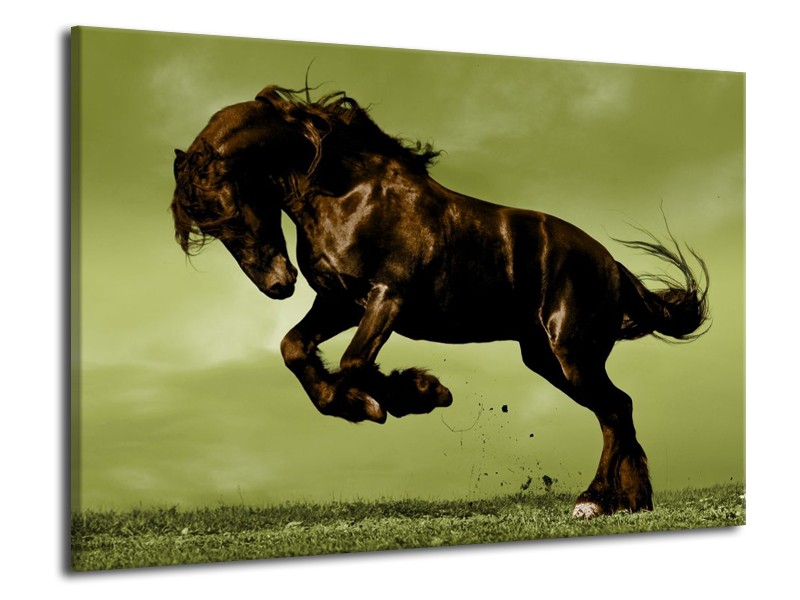 Canvas schilderij Paard | Bruin, Groen, Zwart | 70x50cm 1Luik