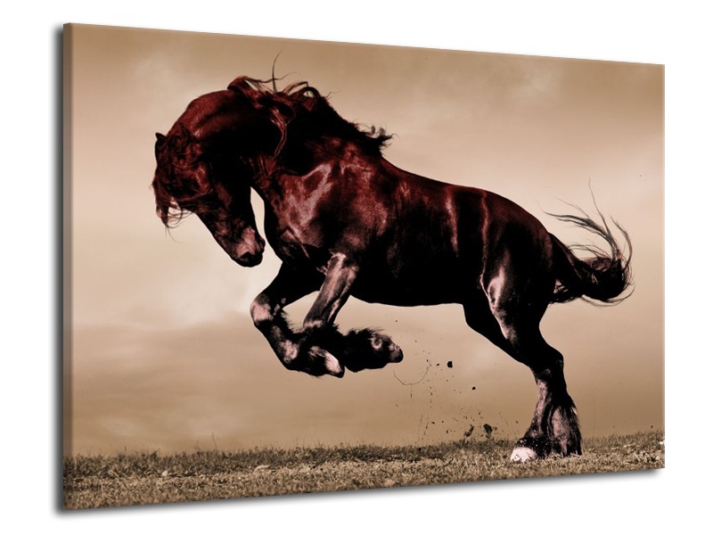 Canvas schilderij Paard | Bruin, Grijs, Zwart | 70x50cm 1Luik