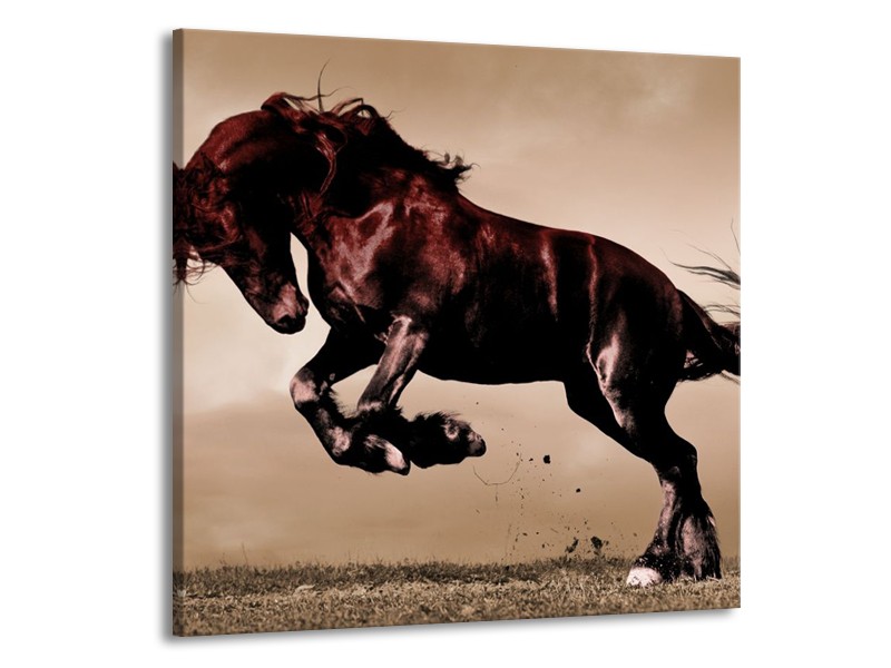 Glas schilderij Paard | Bruin, Grijs, Zwart | 70x70cm 1Luik