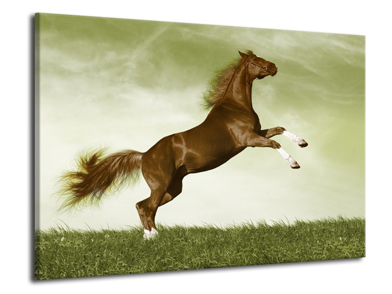Canvas schilderij Paard | Bruin, Groen, Zwart | 70x50cm 1Luik