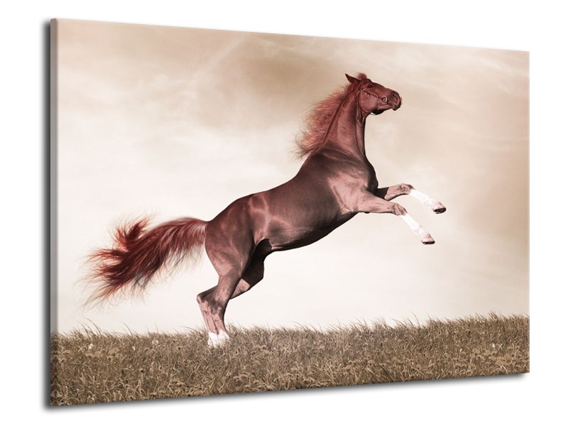 Canvas schilderij Paard | Sepia, Bruin, Rood | 70x50cm 1Luik