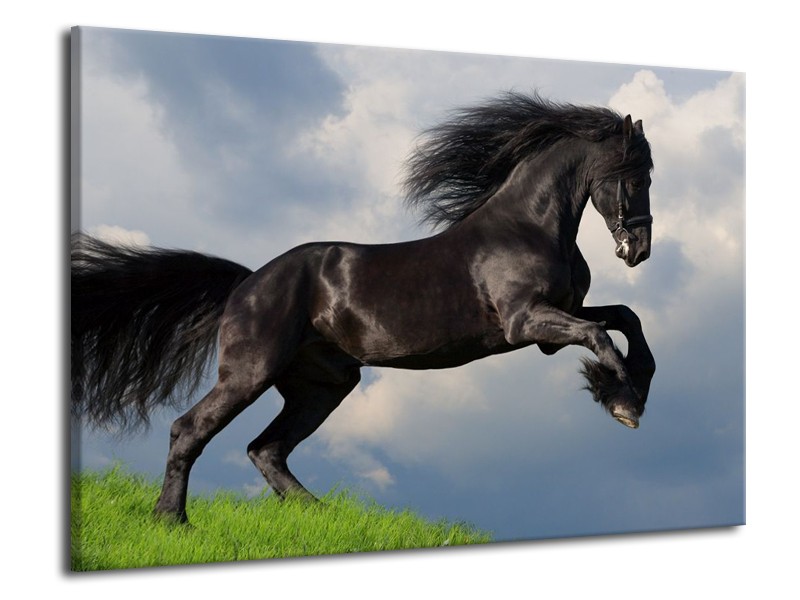 Canvas schilderij Paard | Zwart, Groen, Wit | 70x50cm 1Luik