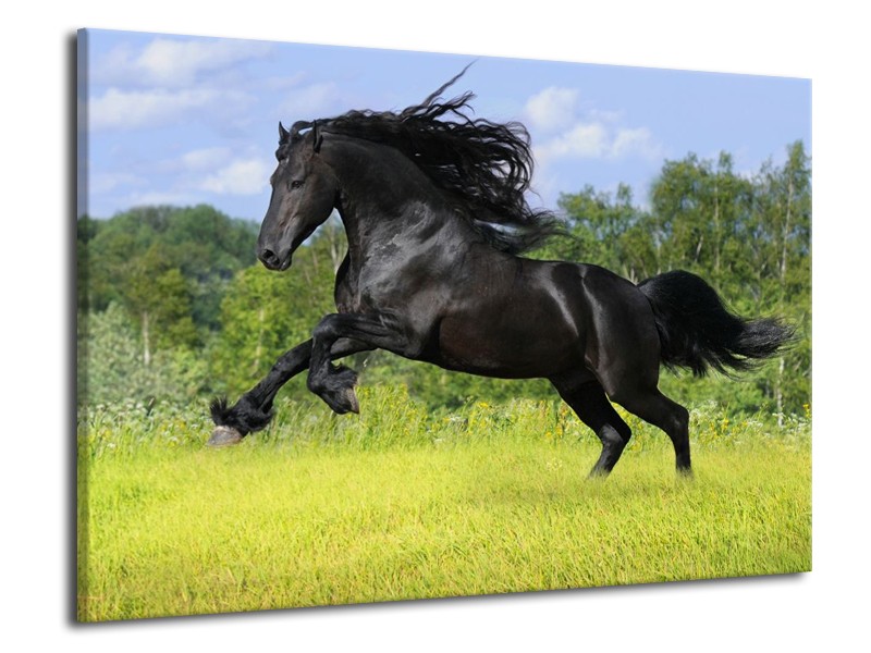 Canvas schilderij Paard | Zwart, Groen, Blauw | 70x50cm 1Luik