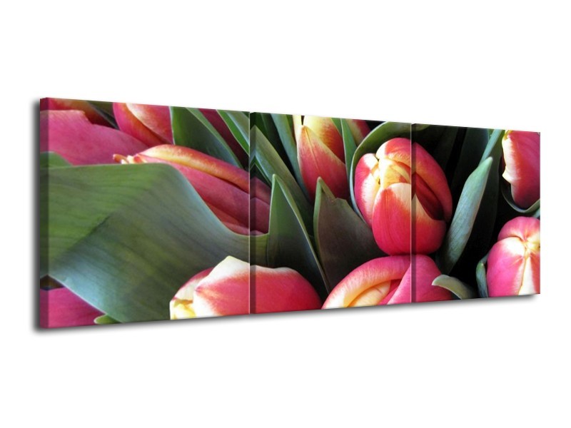 Canvas schilderij Tulp | Roze, Groen, Geel | 120x40cm 3Luik