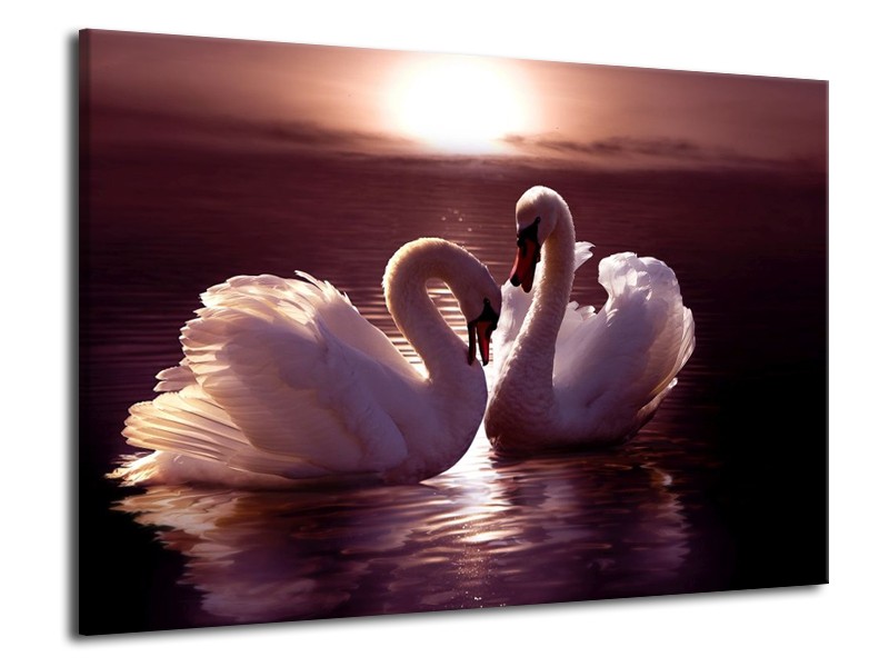 Canvas schilderij Vogels | Wit, Bruin, Zwart | 70x50cm 1Luik