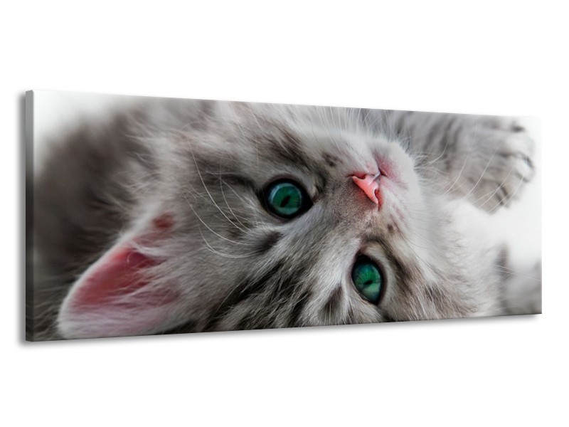 Canvas schilderij Kat | Grijs, Groen, Wit | 145x58cm 1Luik