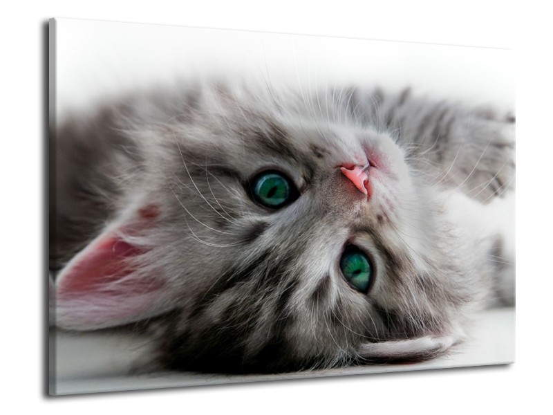 Canvas schilderij Kat | Grijs, Groen, Wit | 70x50cm 1Luik