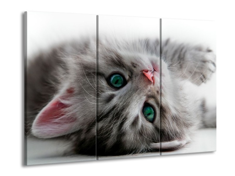 Canvas schilderij Kat | Grijs, Groen, Wit | 90x60cm 3Luik