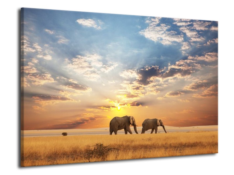 Canvas schilderij Olifant | Grijs, Geel, Blauw | 70x50cm 1Luik