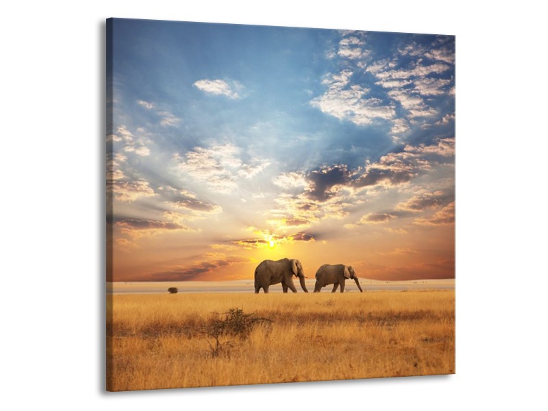 Canvas schilderij Olifant | Grijs, Geel, Blauw | 70x70cm 1Luik