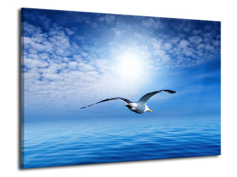 Canvas schilderij Vogel | Wit, Blauw | 70x50cm 1Luik