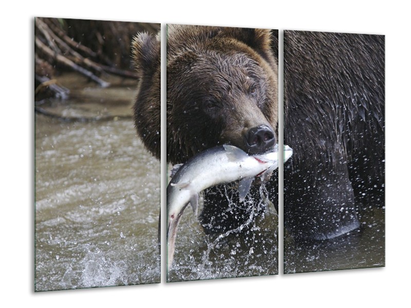 Canvas schilderij Beer | Bruin, Zwart, Grijs | 120x80cm 3Luik