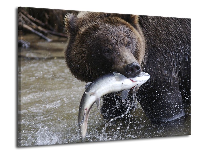 Canvas schilderij Beer | Bruin, Zwart, Grijs | 70x50cm 1Luik