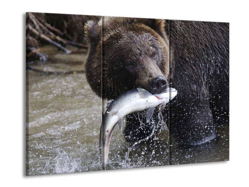 Canvas schilderij Beer | Bruin, Zwart, Grijs | 90x60cm 3Luik
