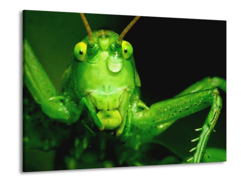 Canvas schilderij Sprinkhaan | Groen, Zwart | 100x70cm 1Luik