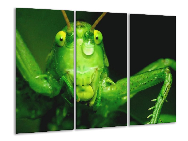 Canvas schilderij Sprinkhaan | Groen, Zwart | 120x80cm 3Luik