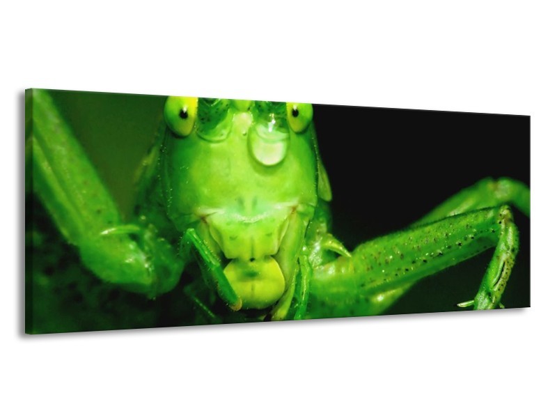 Canvas schilderij Sprinkhaan | Groen, Zwart | 145x58cm 1Luik
