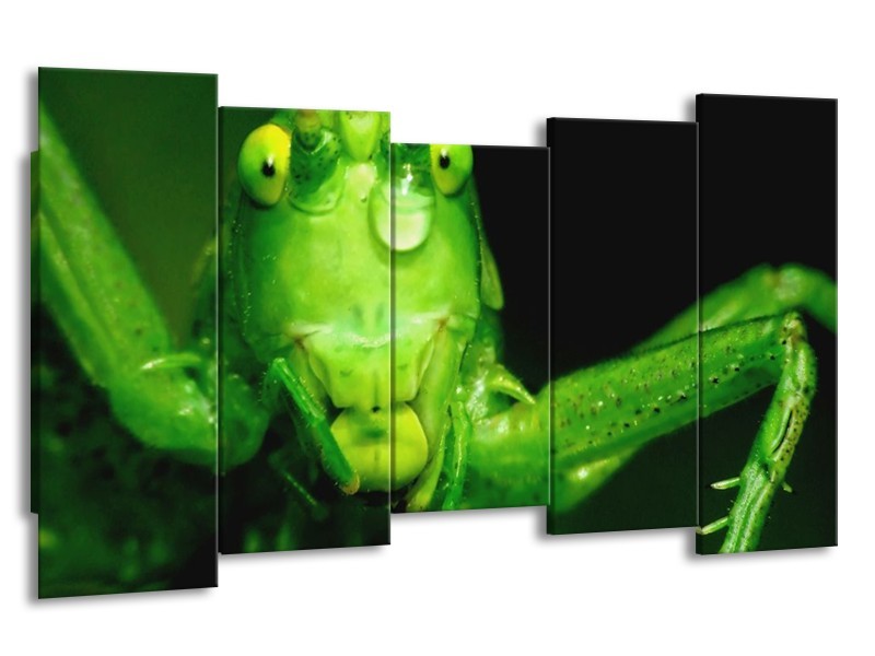 Canvas schilderij Sprinkhaan | Groen, Zwart | 150x80cm 5Luik