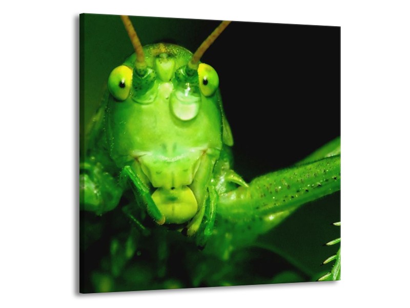 Canvas schilderij Sprinkhaan | Groen, Zwart | 50x50cm 1Luik