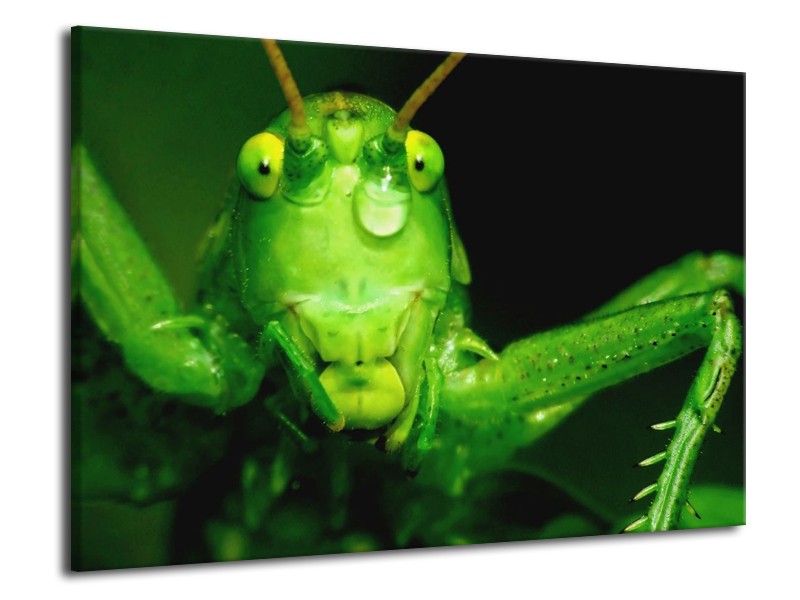 Canvas schilderij Sprinkhaan | Groen, Zwart | 70x50cm 1Luik