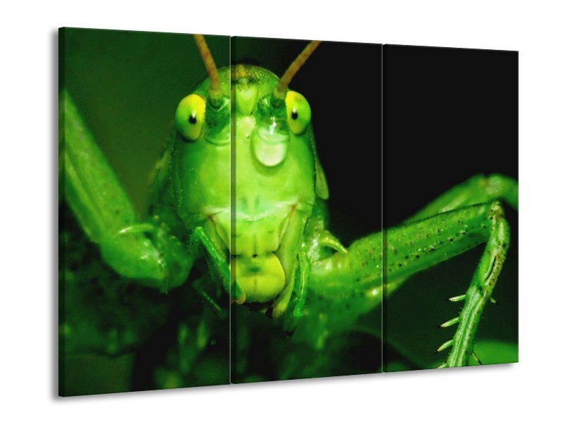 Canvas schilderij Sprinkhaan | Groen, Zwart | 90x60cm 3Luik