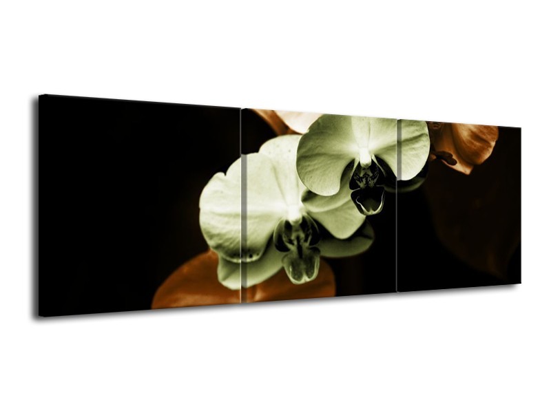 Canvas schilderij Orchidee | Groen, Bruin, Zwart | 120x40cm 3Luik
