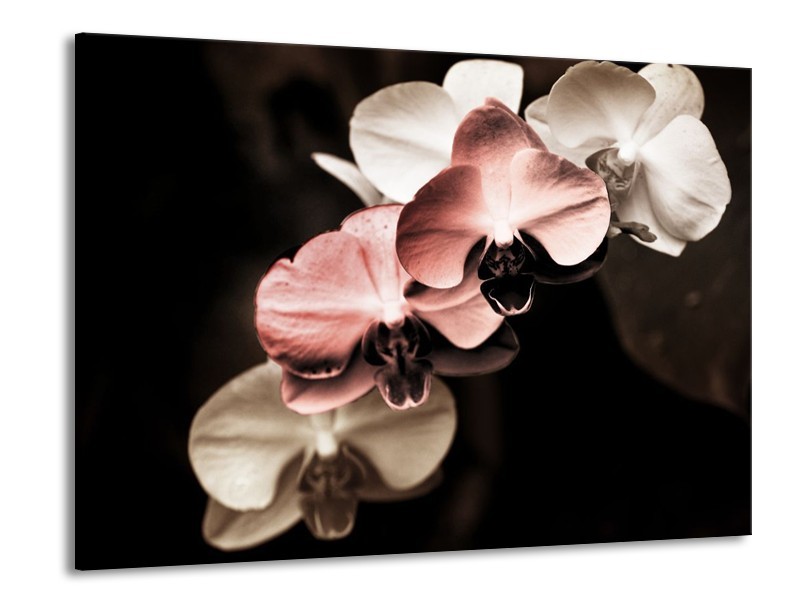 Canvas schilderij Orchidee | Bruin, Zwart, Grijs | 100x70cm 1Luik