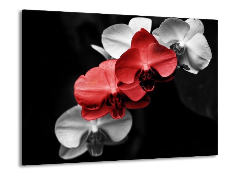 Canvas schilderij Orchidee | Rood, Zwart, Grijs | 100x70cm 1Luik