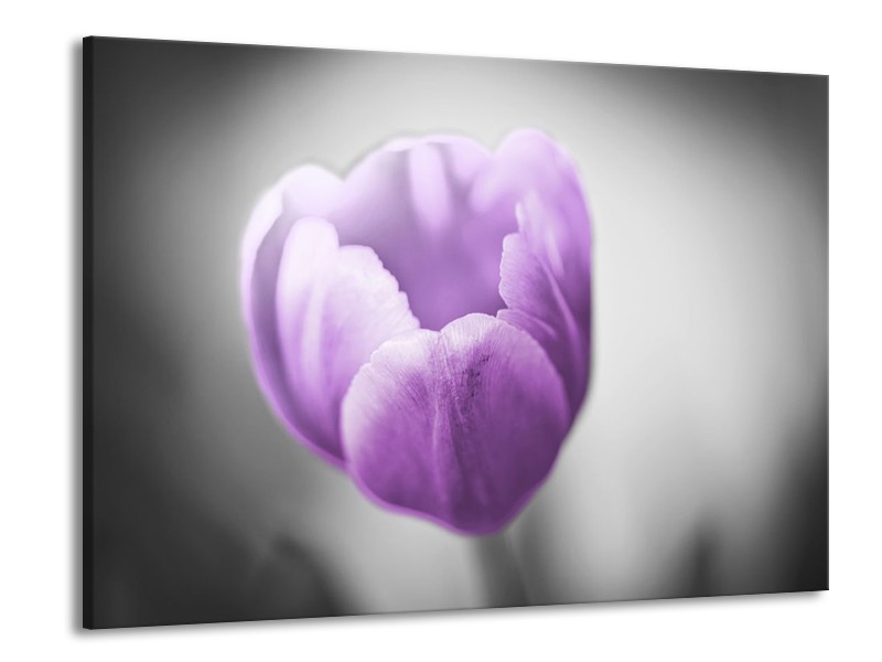 Canvas schilderij Tulp | Paars, Grijs, Wit | 100x70cm 1Luik
