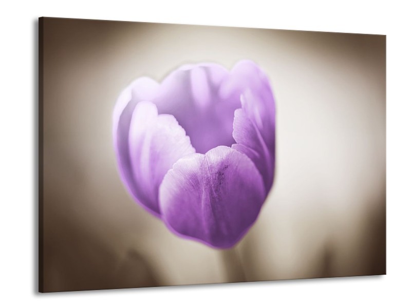 Canvas schilderij Tulp | Paars, Grijs, Wit | 100x70cm 1Luik