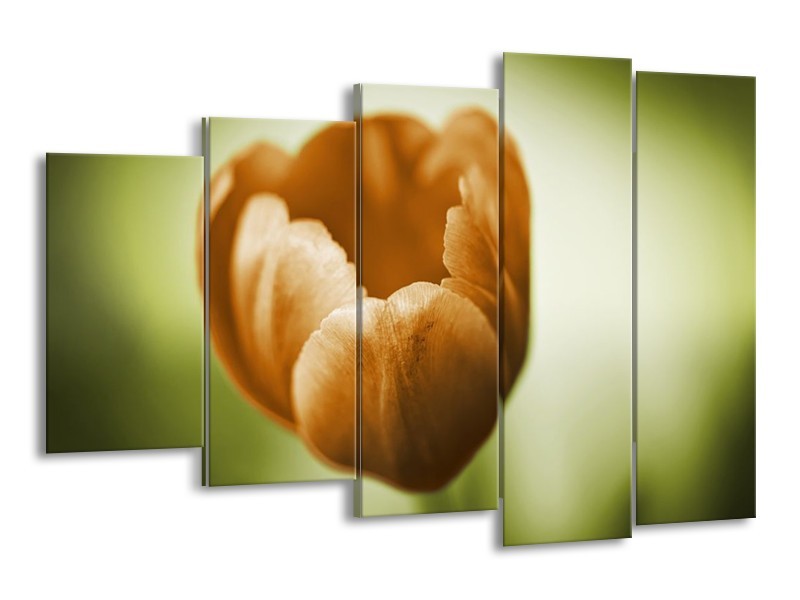 Canvas schilderij Tulp | Groen, Bruin, Wit | 150x100cm 5Luik