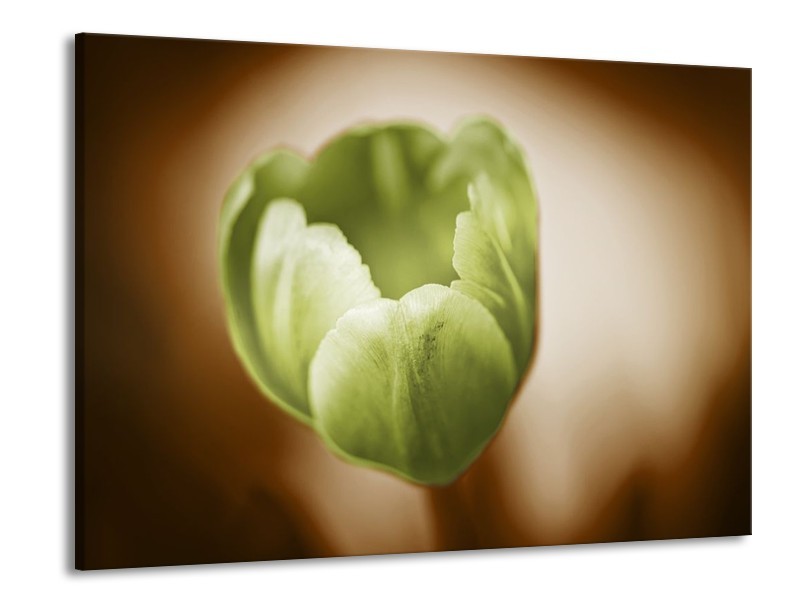 Canvas schilderij Tulp | Groen, Bruin, Wit | 100x70cm 1Luik