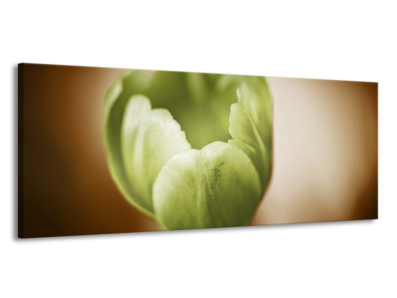 Canvas schilderij Tulp | Groen, Bruin, Wit | 145x58cm 1Luik