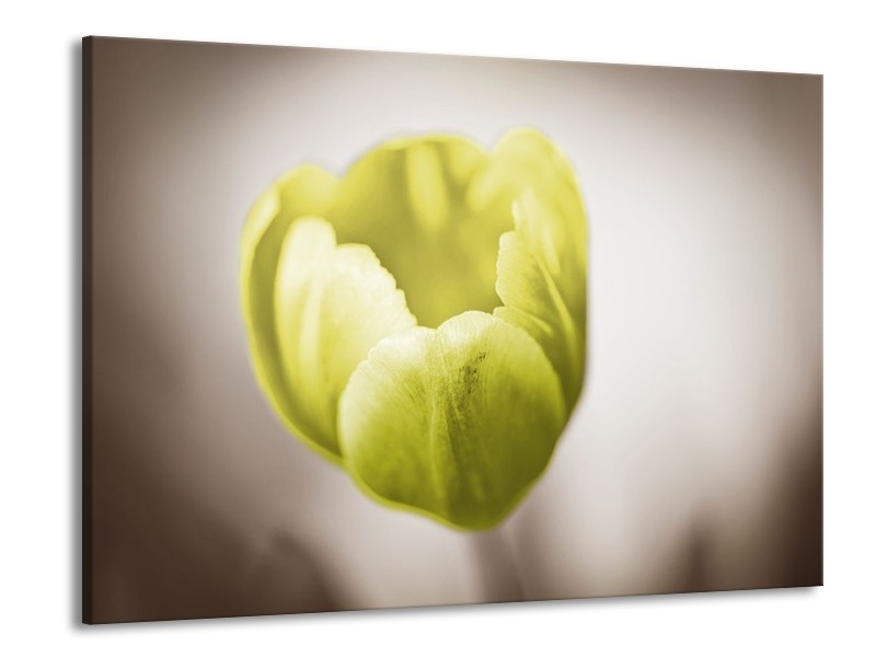 Canvas schilderij Tulp | Groen, Bruin, Wit | 100x70cm 1Luik