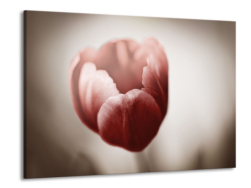 Canvas schilderij Tulp | Grijs, Bruin, Wit | 100x70cm 1Luik