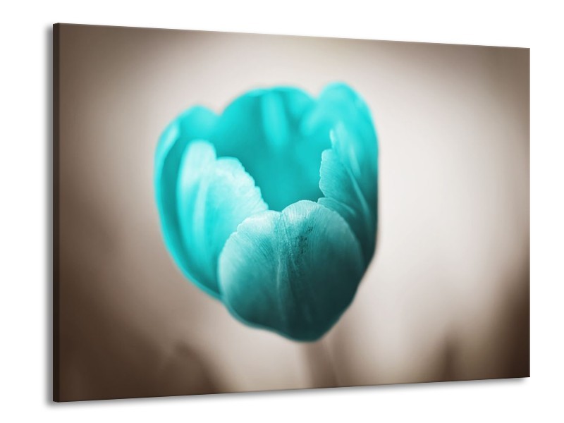 Canvas schilderij Tulp | Blauw, Wit, Grijs | 100x70cm 1Luik