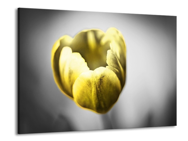 Canvas schilderij Tulp | Geel, Wit, Grijs | 100x70cm 1Luik