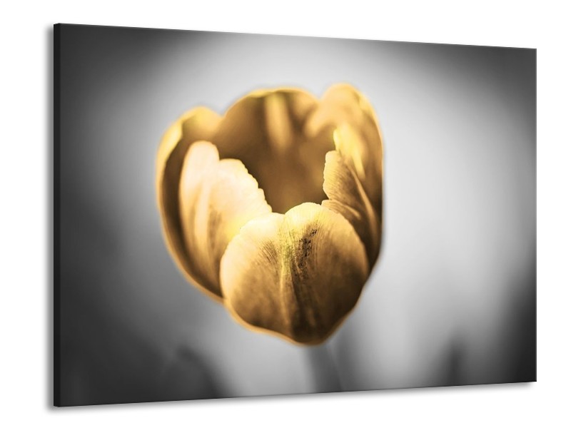 Canvas schilderij Tulp | Goud, Wit, Grijs | 100x70cm 1Luik
