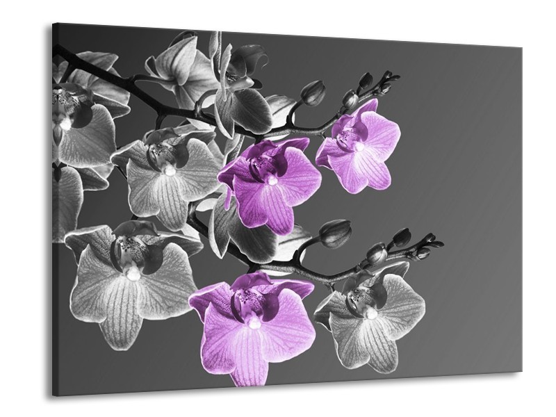 Canvas schilderij Orchidee | Grijs, Paars, Zwart | 100x70cm 1Luik