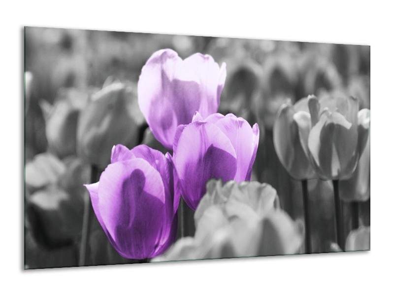 Canvas schilderij Tulpen | Paars, Grijs, Zwart | 120x70cm 1Luik