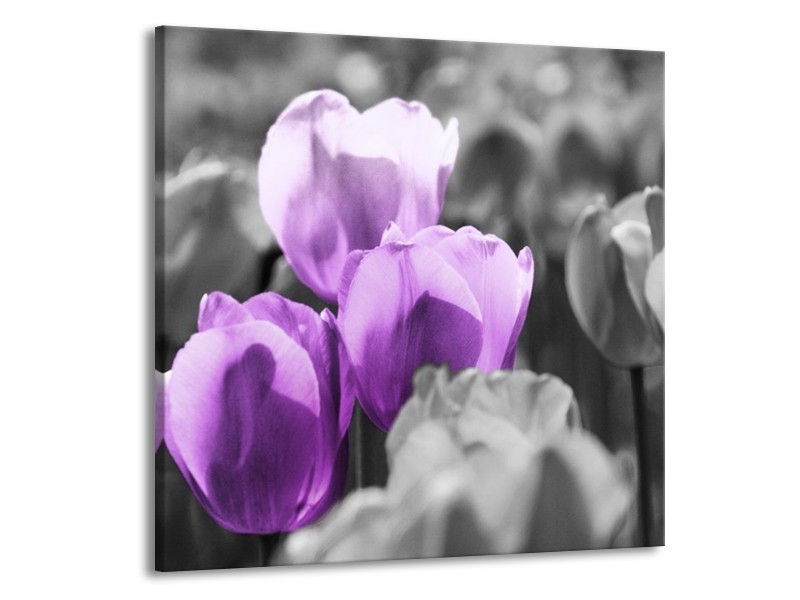 Glas schilderij Tulpen | Paars, Grijs, Zwart | 50x50cm 1Luik