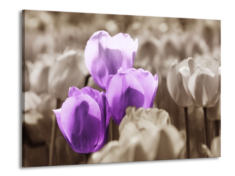 Canvas schilderij Tulpen | Paars, Grijs, Zwart | 100x70cm 1Luik