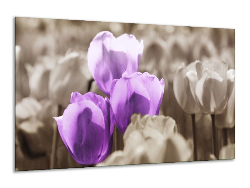 Canvas schilderij Tulpen | Paars, Grijs, Zwart | 120x70cm 1Luik