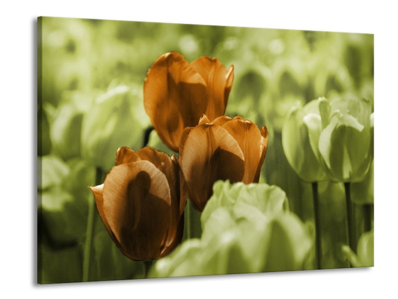 Canvas schilderij Tulpen | Bruin, Groen, Zwart | 100x70cm 1Luik