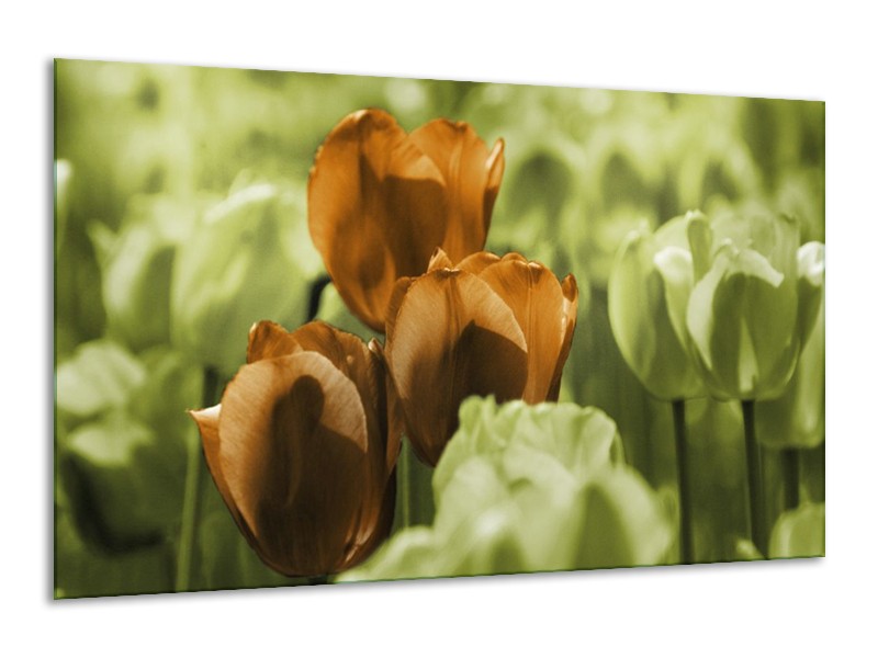 Canvas schilderij Tulpen | Bruin, Groen, Zwart | 120x70cm 1Luik